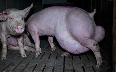 11/06/2023 El bestialismo especista antropocéntricoEL BESTIALISMO ESPECISTA ANTROPOCÉNTRICOEl bestialismo especista antropocéntrico