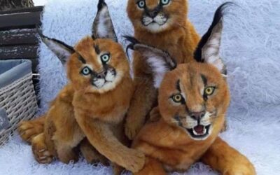 29/05/2021 ASESINAR A UN QUERUBÍN, A UN NIÑO-ÁNGEL –NO SON ANIMALES–