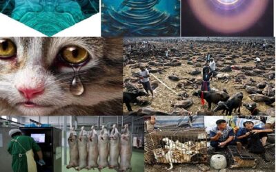 15/11/2021 ALTERESPECIACIÓN Y OTRAS REALIDADES ENERGÉTICAS FUNDAMENTALES