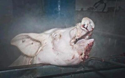 30/05/2021 ES UN HORROR CÓSMICO Y TIENE QUE PARAR. NO MÁS.