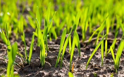 26/01/2022 LA ESCALOFRIANTE VERDAD SOBRE LA PROTEINA