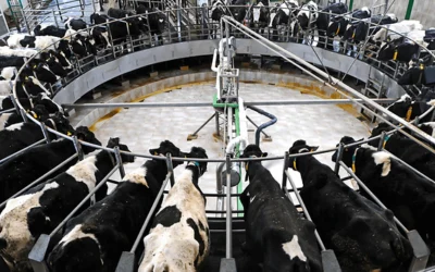 12/12/2023 NO HAY ACTO NI PROCEDIMIENTO DE EXPLOTACIÓN A LOS ESENCIALES («ANIMALES») QUE ESTÉ EXCENTO DE UNA CRUELDAD INFERNAL.