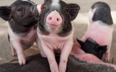 09/10/2023 HACER DICHOSO A UN ESENCIAL