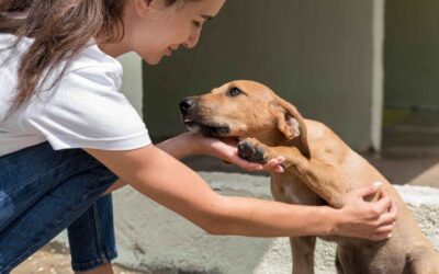 25/08/2023 ¿RESCATISTA DE MASCOTAS?